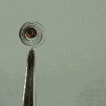 File:Bimetal coil reacts to lighter.gif