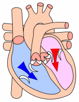 File:Heart diastole.png