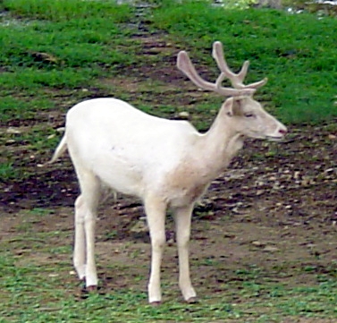 File:White deer.jpg
