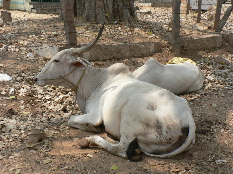 File:White cattle at rest.jpg