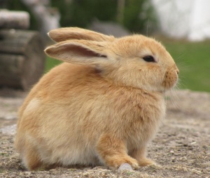 Bunny in zoo cropped.jpg