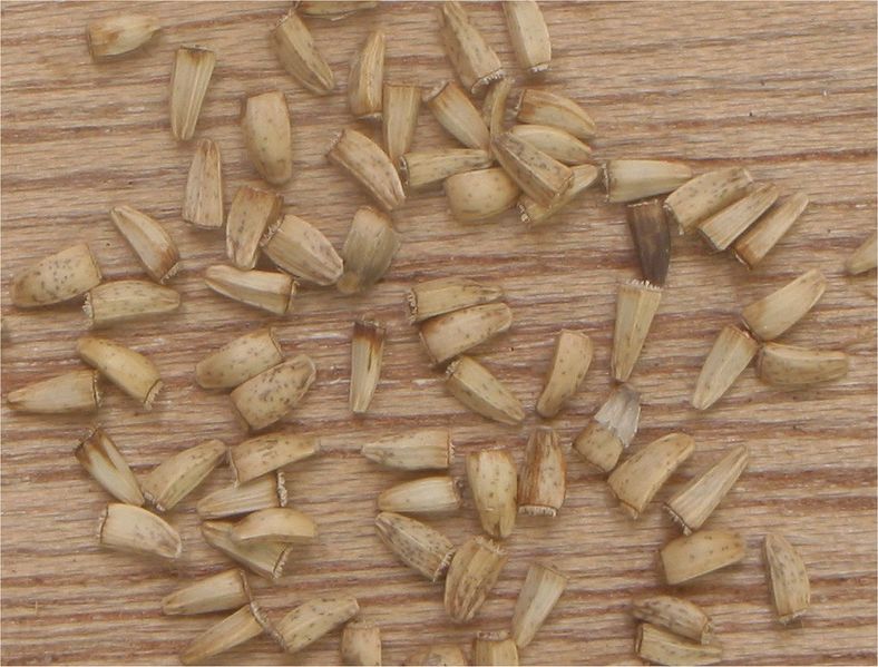 File:Witlof Cichorium intybus var. foliosum seeds.jpg