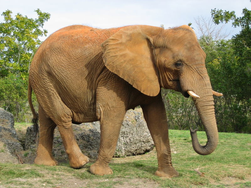 File:Afrikanischer Elefant, Miami.jpg