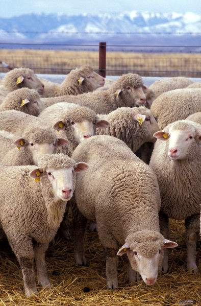 File:Flock of sheep.jpg