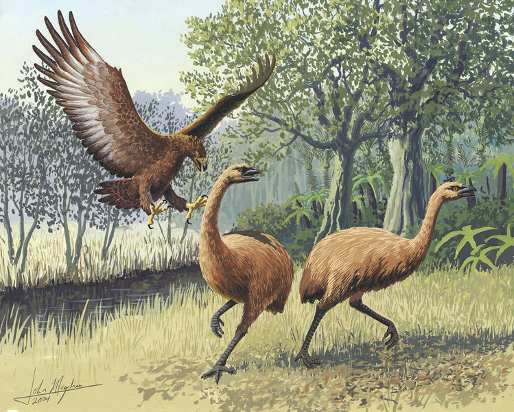 File:Giant Haasts eagle attacking New Zealand moa.jpg