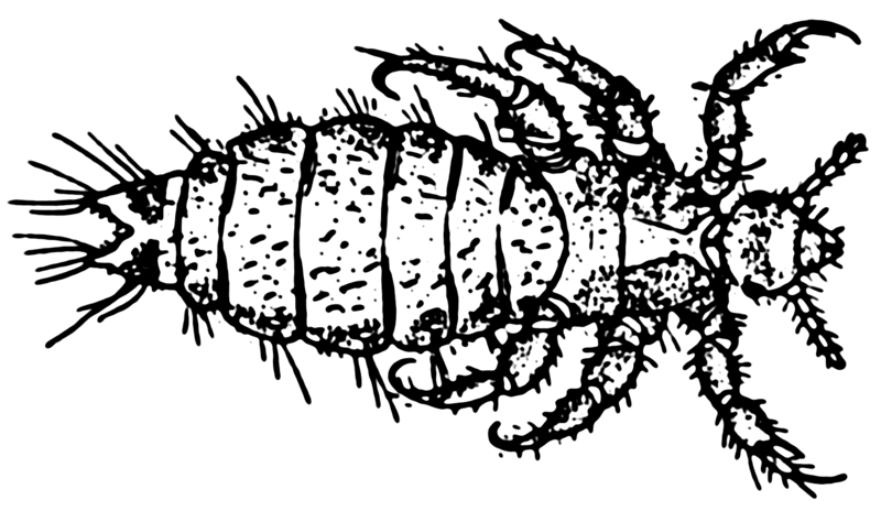 File:Louse (PSF).png