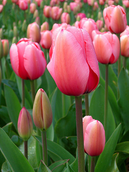 File:Tulip - floriade canberra.jpg