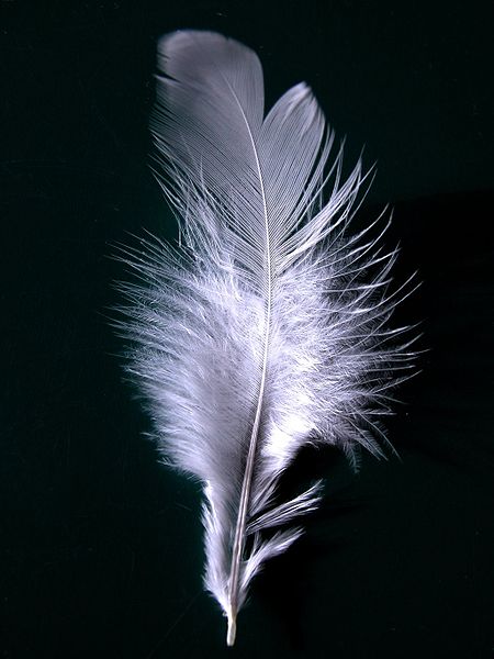 File:A single white feather closeup.jpg