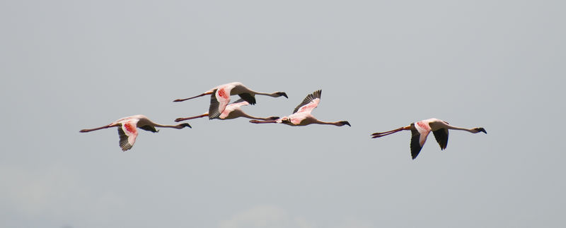 File:Flamingos flying.jpg