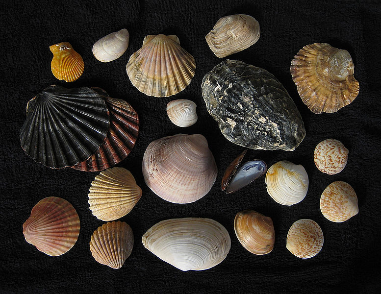 File:Shells Vacation.jpg