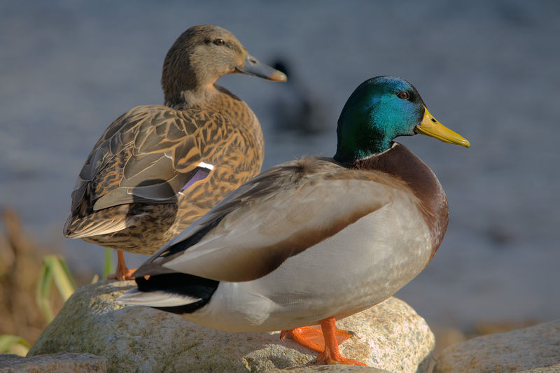 File:Ducks in plymouth, massachusetts.jpg