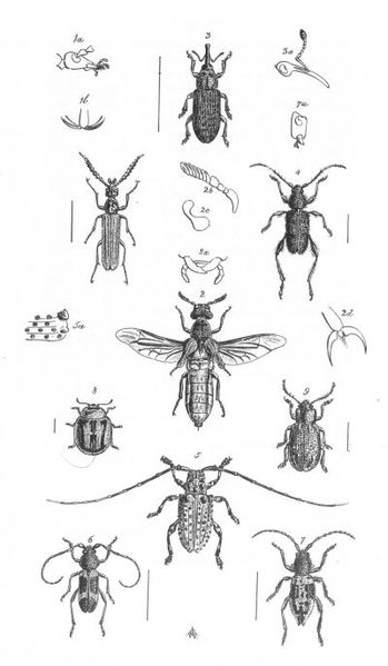 File:Insects Plate 2 (Discoveries in Australia).jpg
