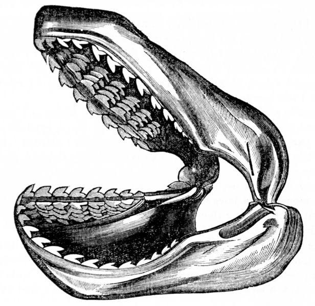 File:PSM V04 D076 Infant shark jaw.jpg