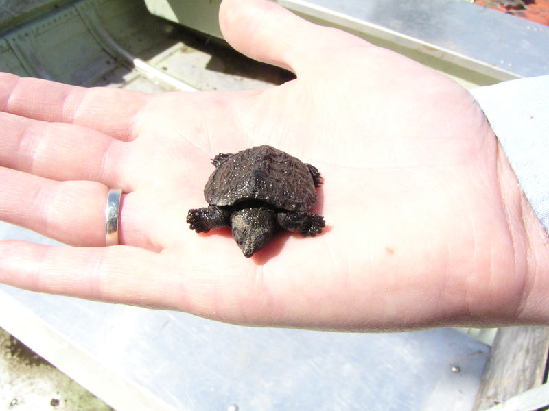 File:Tiny Snapping Turtle in hand.JPG